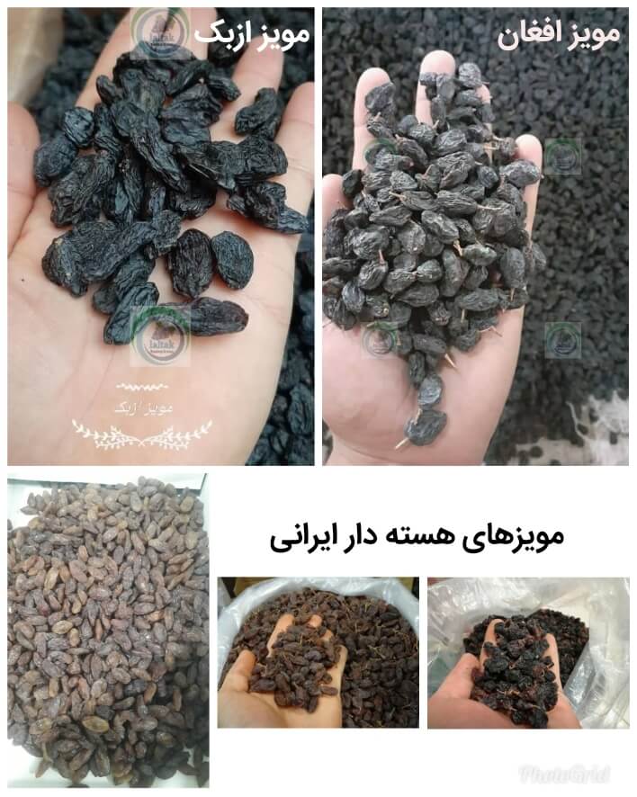 فروش کشمش مویز افغان