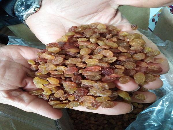 فروش مستقیم کشمش انگوری صادراتی