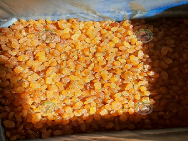 صادرات کشمش طلایی انگوری به قطر