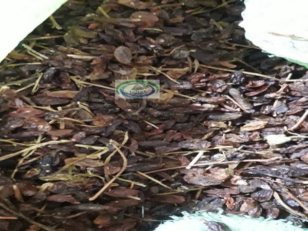 فروش کشمش فله ضایعاتی ارزان کارخانه