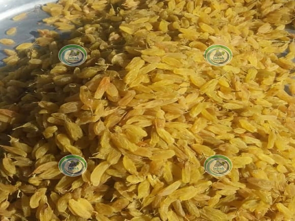 خرید کشمش طلایی ممتاز کاشمر