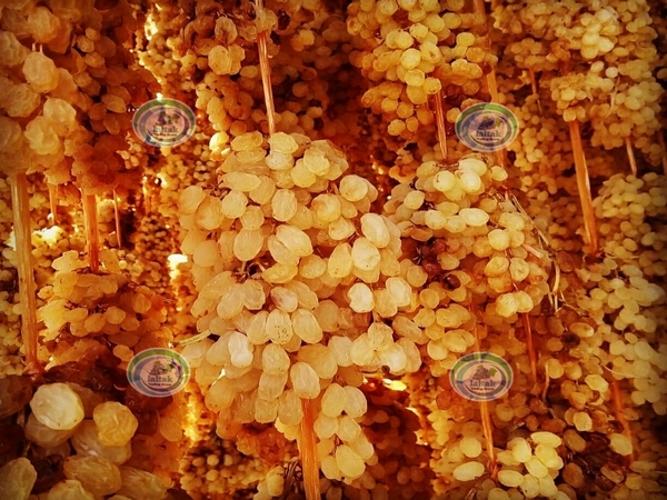 کشمش طلایی انگوری