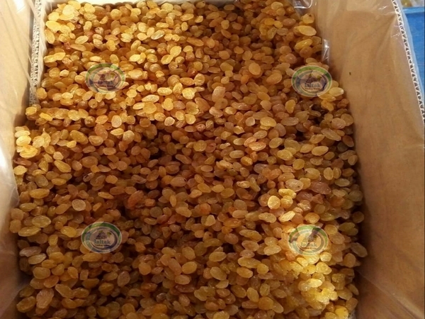 عرضه کشمش گلدن صادراتی مستقیم از کارخانه