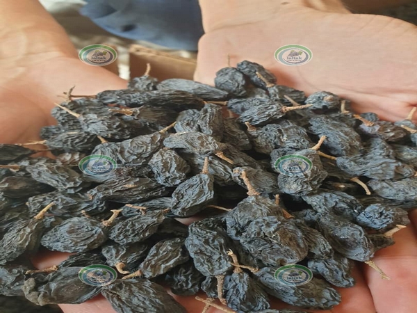  پخش مویز سیاه درجه یک شیراز
