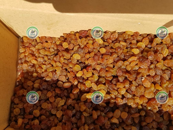 پخش کشمش تیزابی