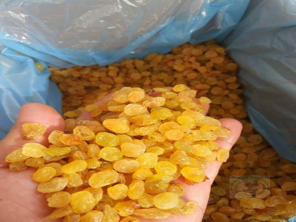 عرضه کشمش انگوری طلایی در امارات