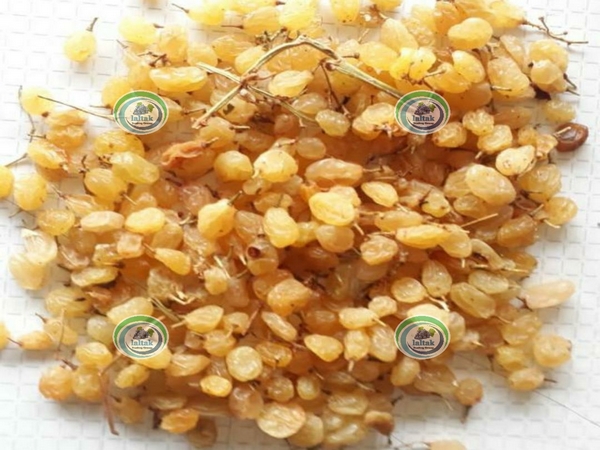 تامین کشمش انگوری بیدانه برای صادرات